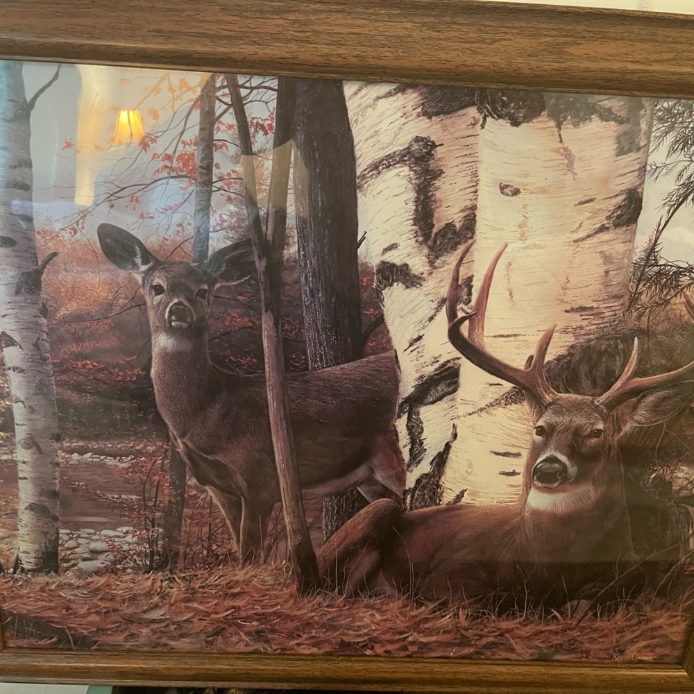Framed Deer and Birch Tree Art Print